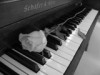 Rose &  Piano
